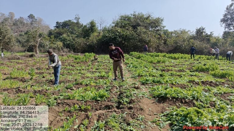चतरा में धड्ले हो रही पोस्ते की खेती 3 afim ki kheti chatra
