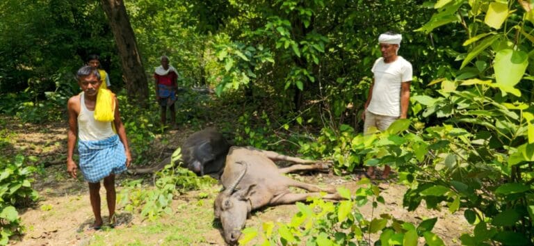 कुंदा के भौरुडीह गांव में बज्रपात से दो दुधारू भैंस की मौत, एक लाख रुपये की क्षति 3 WhatsApp Image 2025-07-13 at 20.48.50
